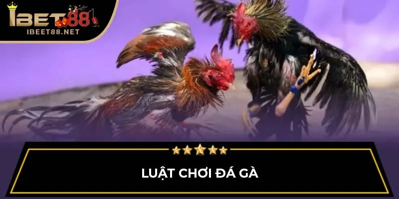 Đá Gà Thomo: Giới Thiệu Tổng Quan Cho Người Mới Tại Ibet88 2 Luật chơi đá gà