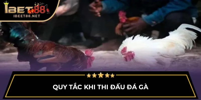 Đá Gà Thomo: Giới Thiệu Tổng Quan Cho Người Mới Tại Ibet88 3 Quy tắc khi thi đấu đá gà