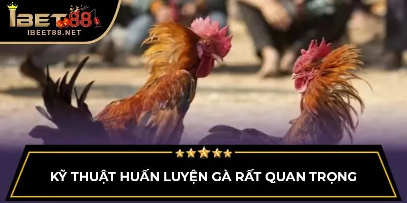 Đá Gà Thomo: Giới Thiệu Tổng Quan Cho Người Mới Tại Ibet88 4 Kỹ thuật huấn luyện gà rất quan trọng